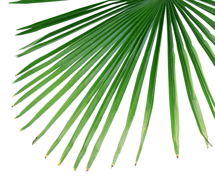 Листья пальмы